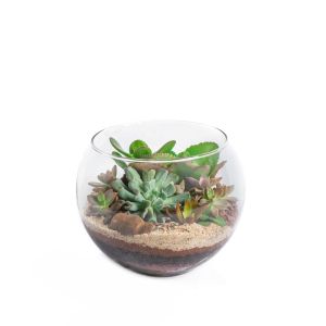 TERRÁRIO DE SUCULENTAS NO  AQUÁRIO P
